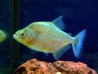 SERRASALMUS STRIOLATUS – PIRANHA WITHE